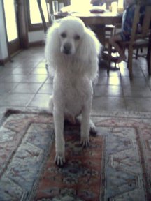 This is our dog.